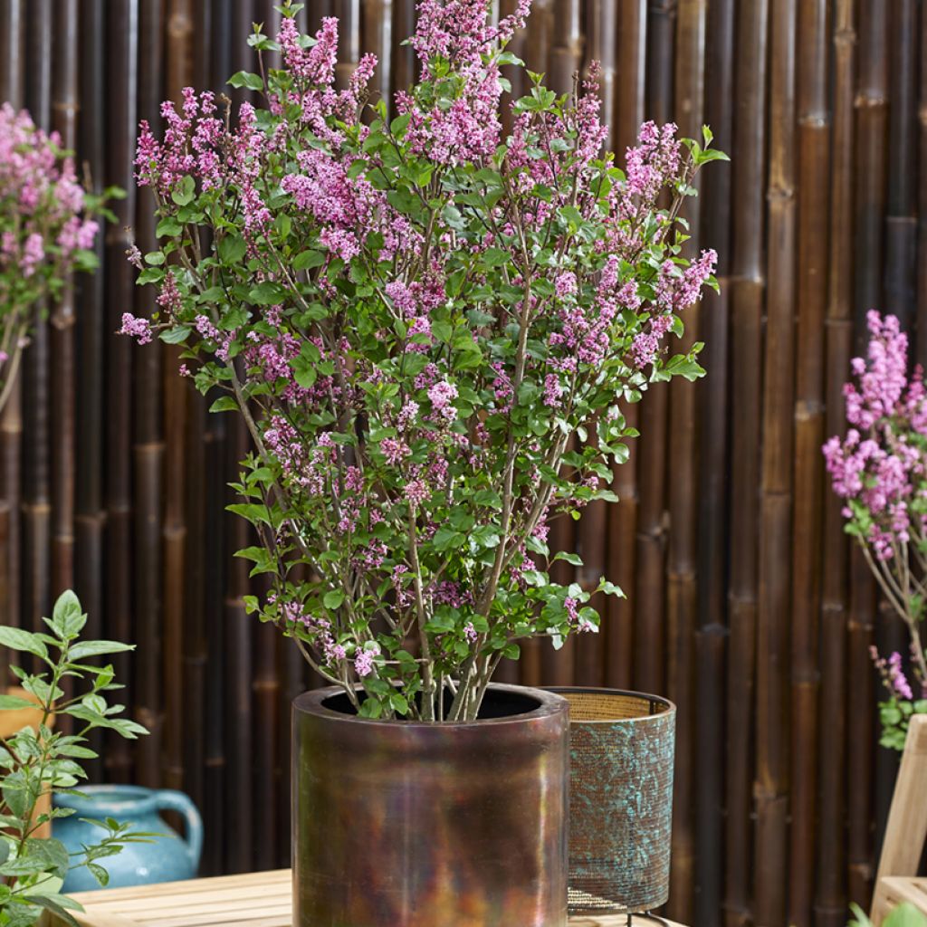 Syringa meyeri Little Rosie - Meyer's Lilac