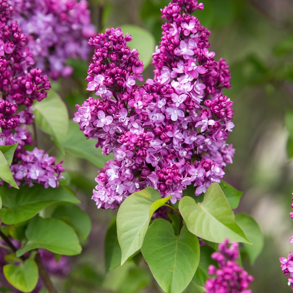 Syringa Virtual Violet - Lilac