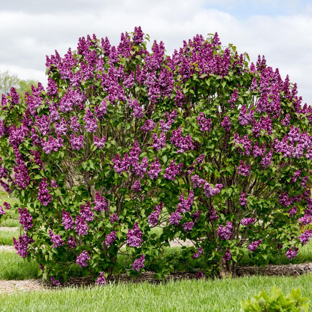 Syringa Virtual Violet - Lilac