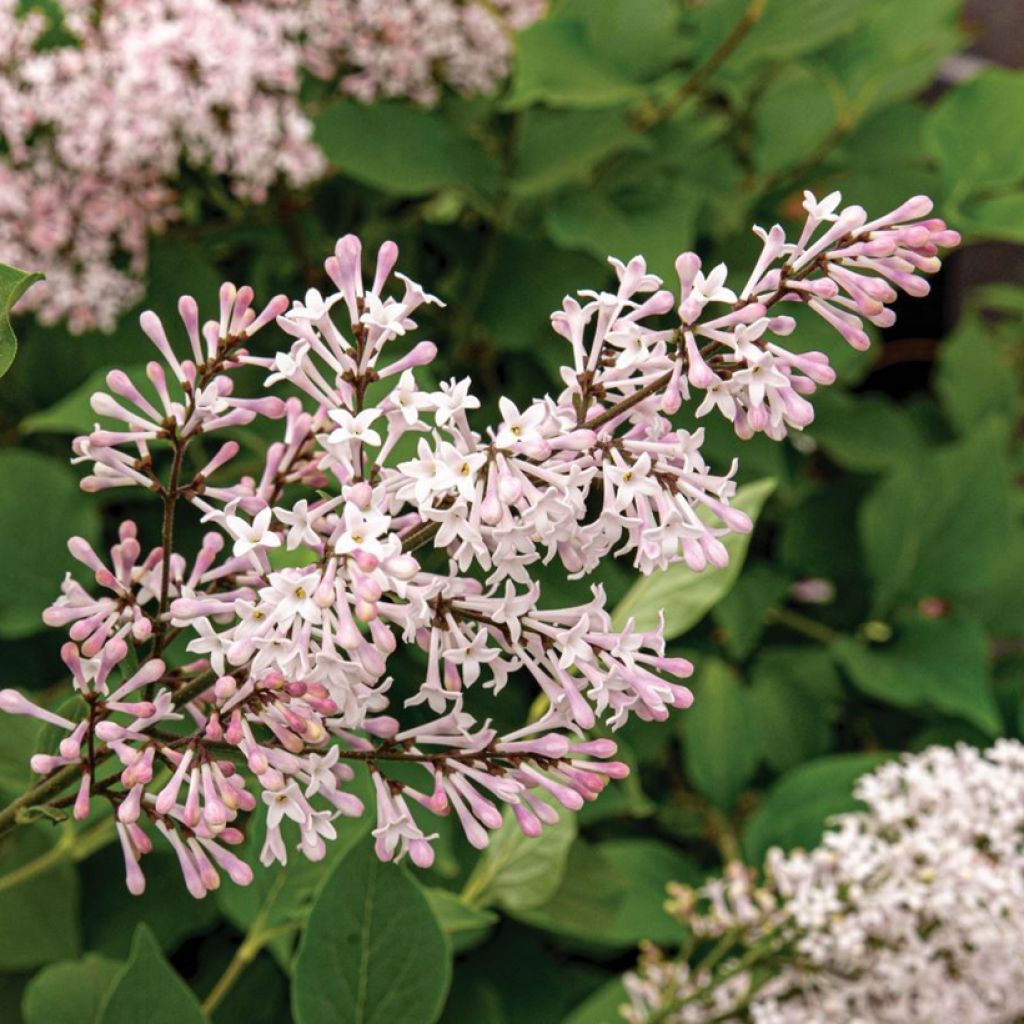 Syringa patula Violet Uprising - Korean Lilac