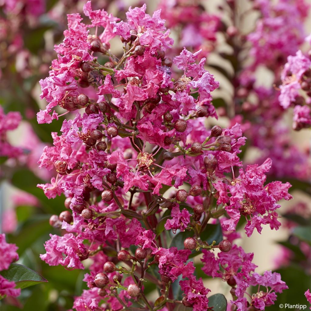 Lilas des Indes - Lagerstroemia indica Berry Dazzle