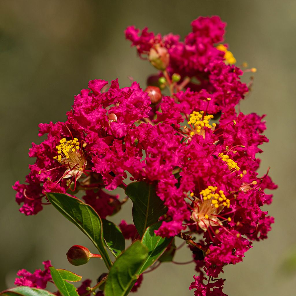 Lagerstroemia indica Caroline Beauty - Crape Myrtle