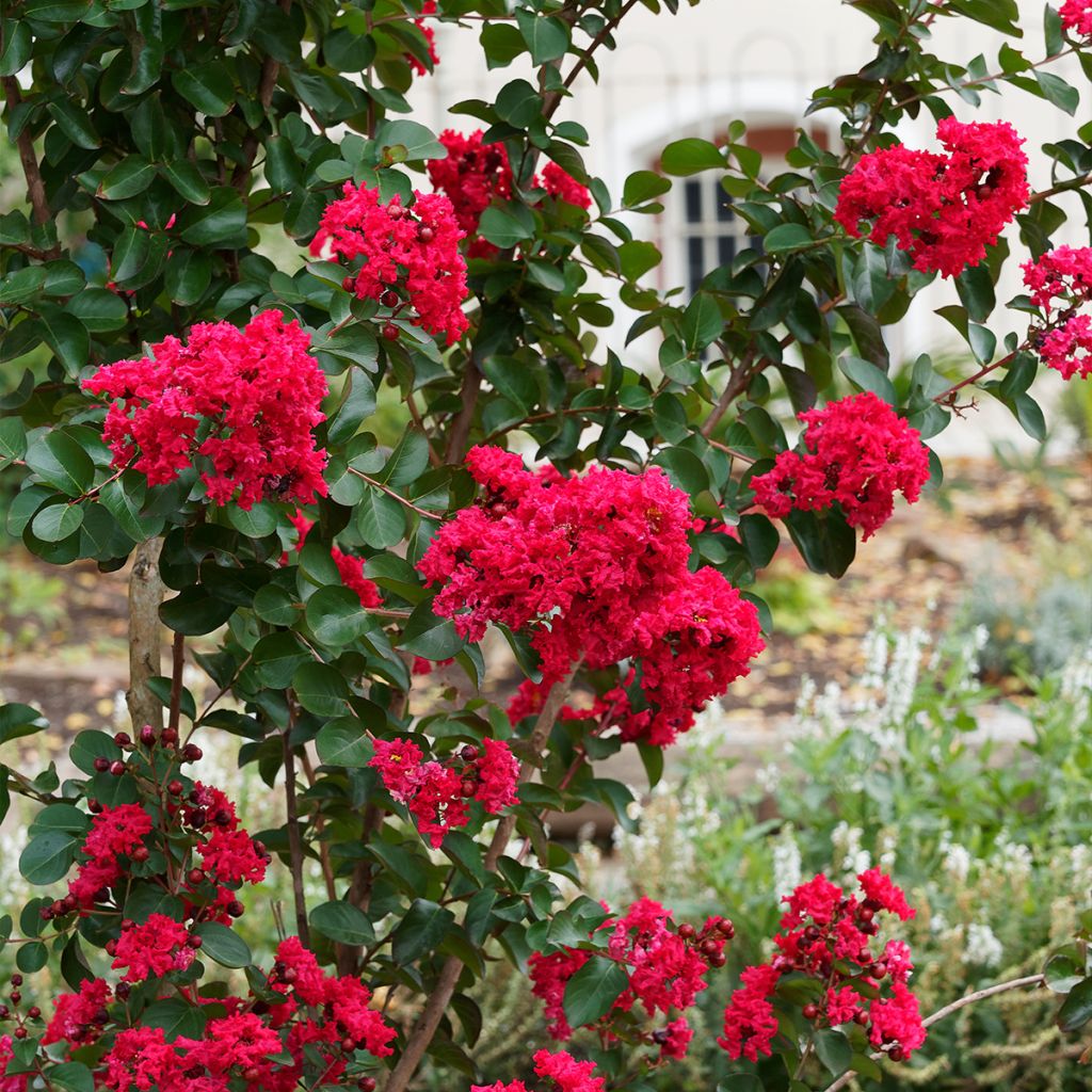 Lagerstroemia indica Caroline Beauty - Crape Myrtle