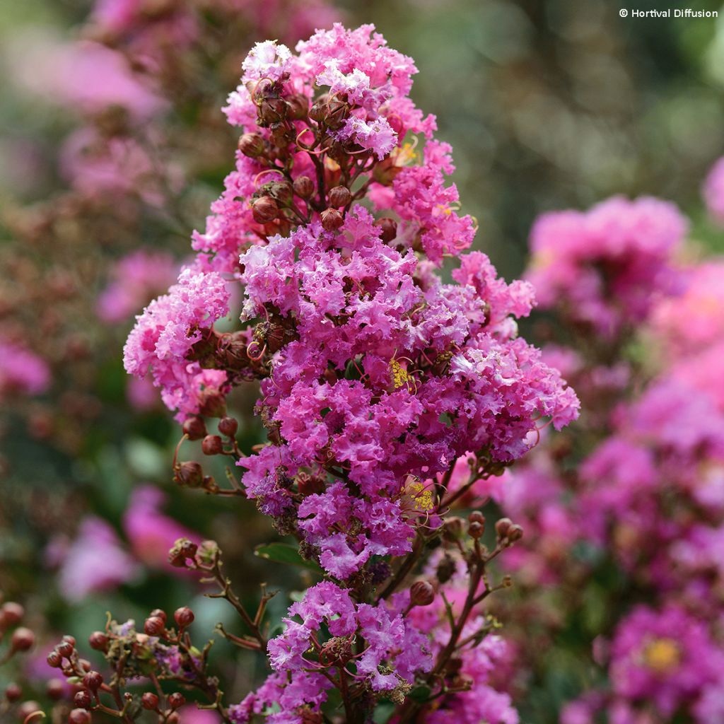 Lilas des Indes - Lagerstroemia indica Enduring Lavender