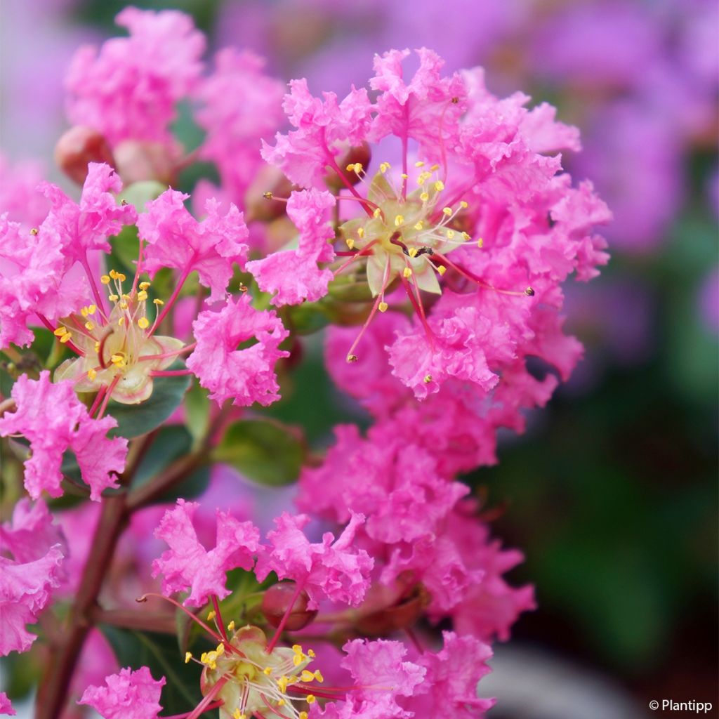 Lagerstroemia indica Girl with Love - Crape Myrtle