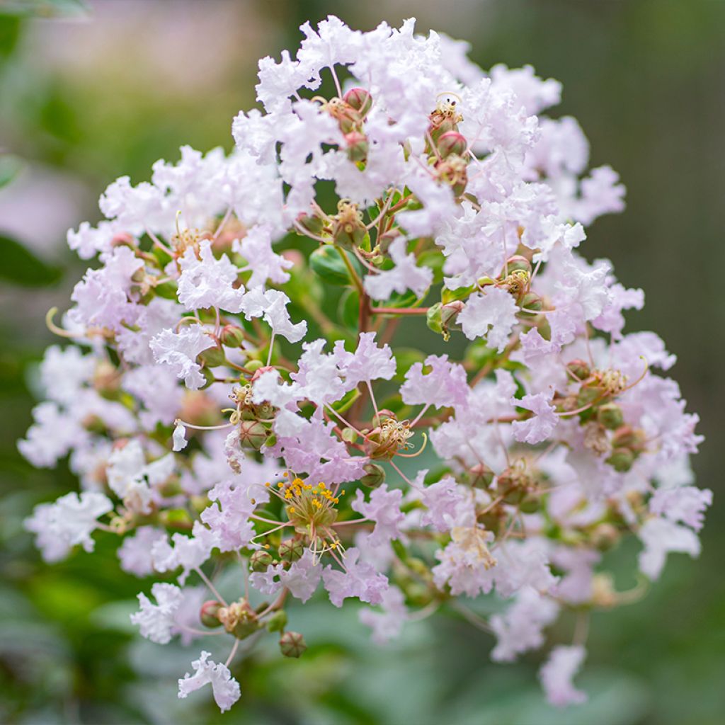 Lagerstroemia indica La Fayette - Crape Myrtle