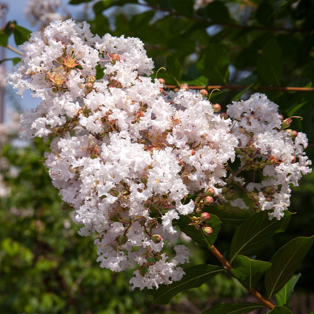 Lagerstroemia indica La Fayette - Crape Myrtle