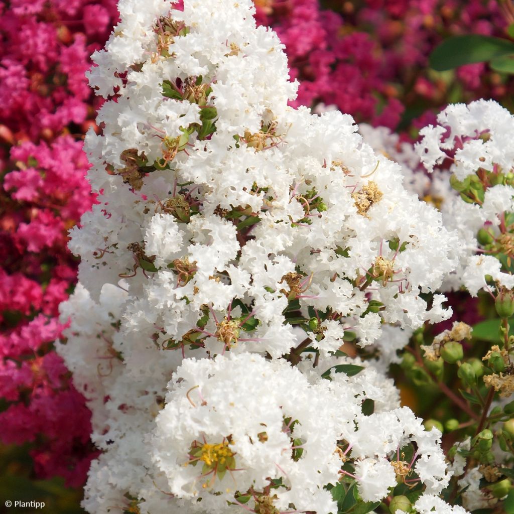Lagerstroemia indica With Love Virgin - Crape Myrtle