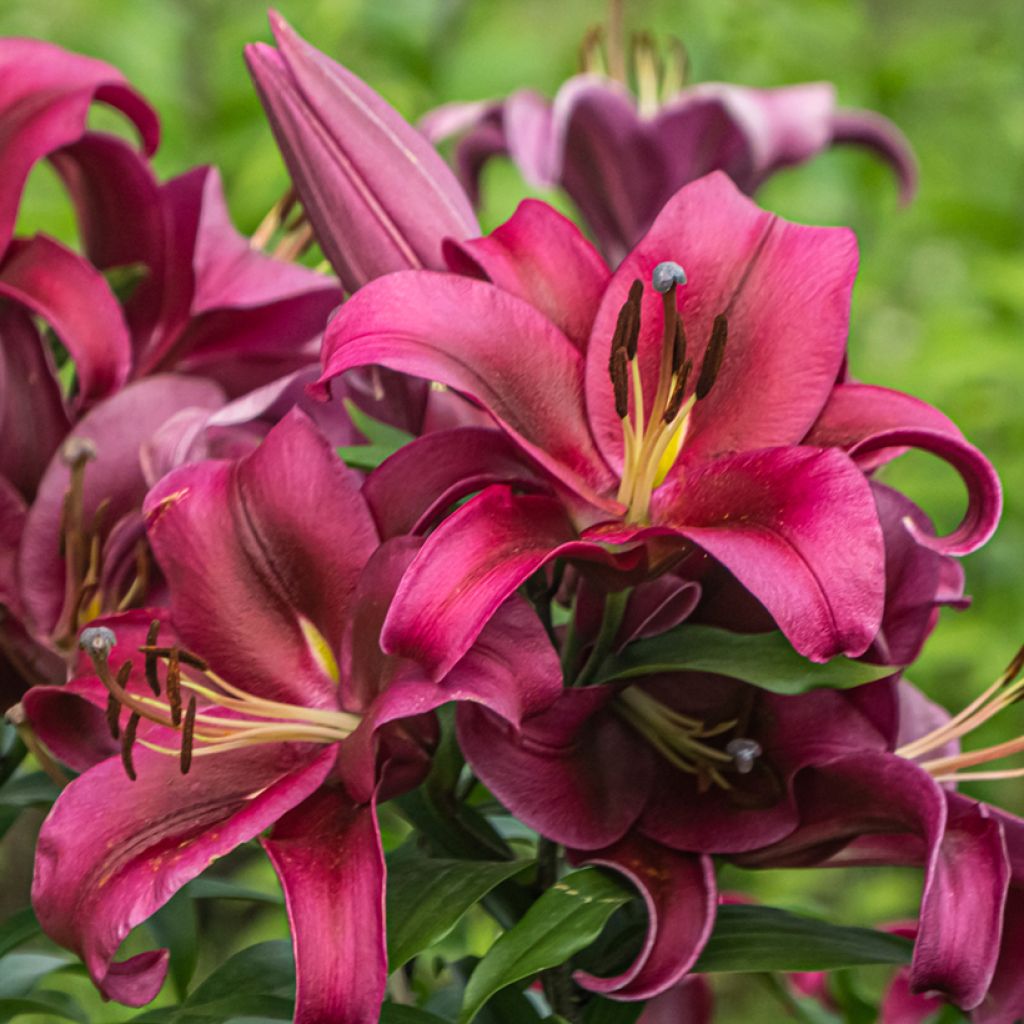 Lilium Ferrero - Lily