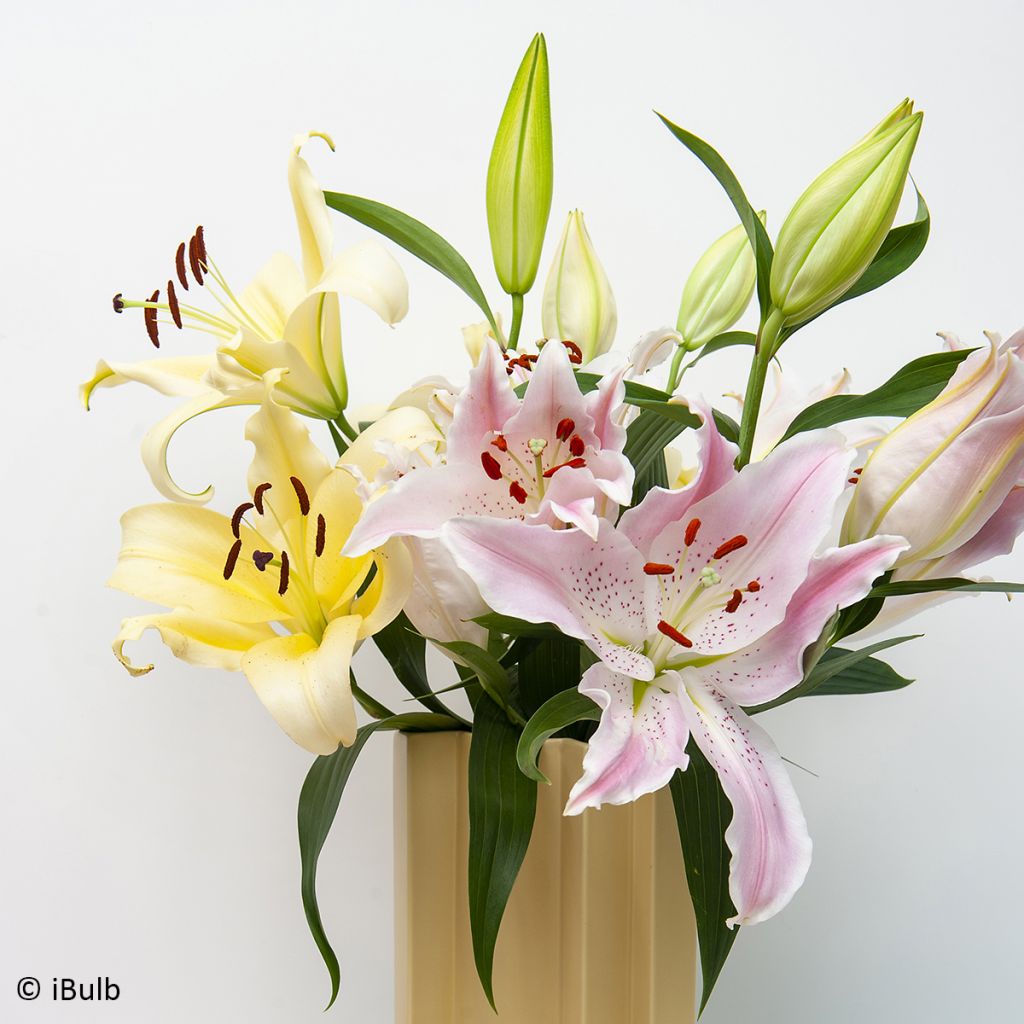 Lilium Bellville - Lily