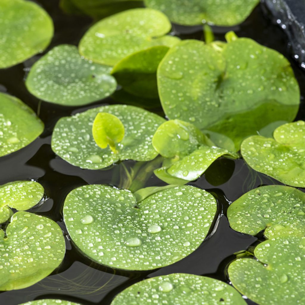 Limnobium spongia - American frogbit