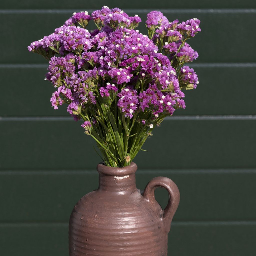 Limonium sinuatum Forever Rose