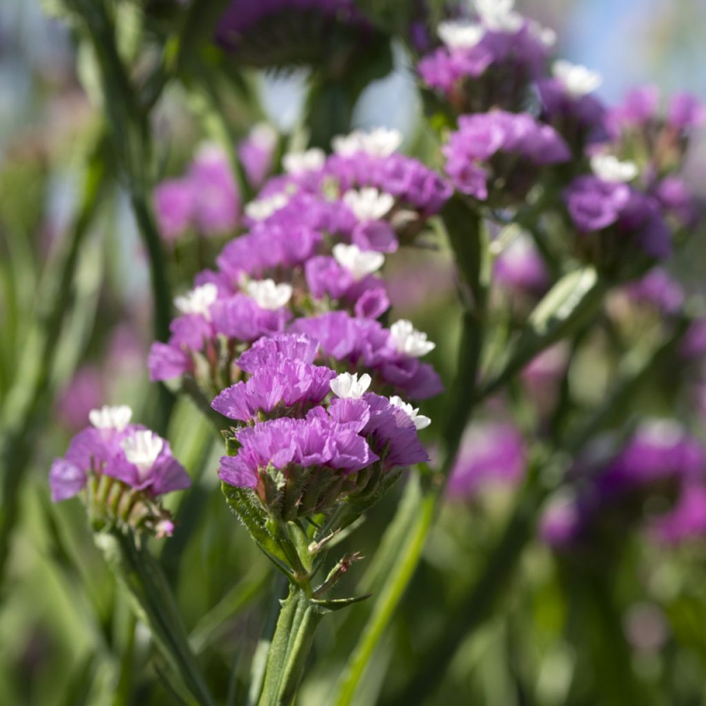 Limonium sinuatum Forever Rose