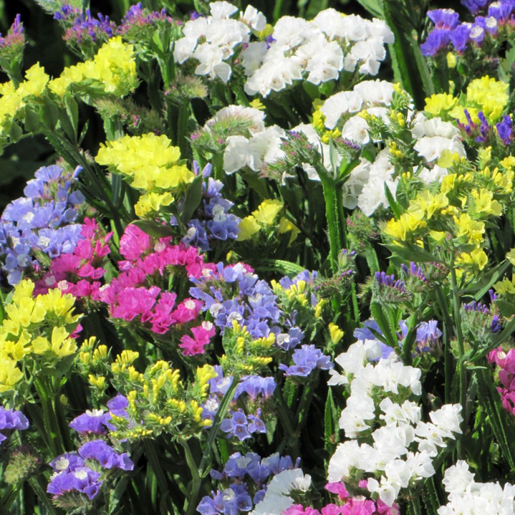 Sea lavender Pacific Mix Seeds - Limonium sinuatum