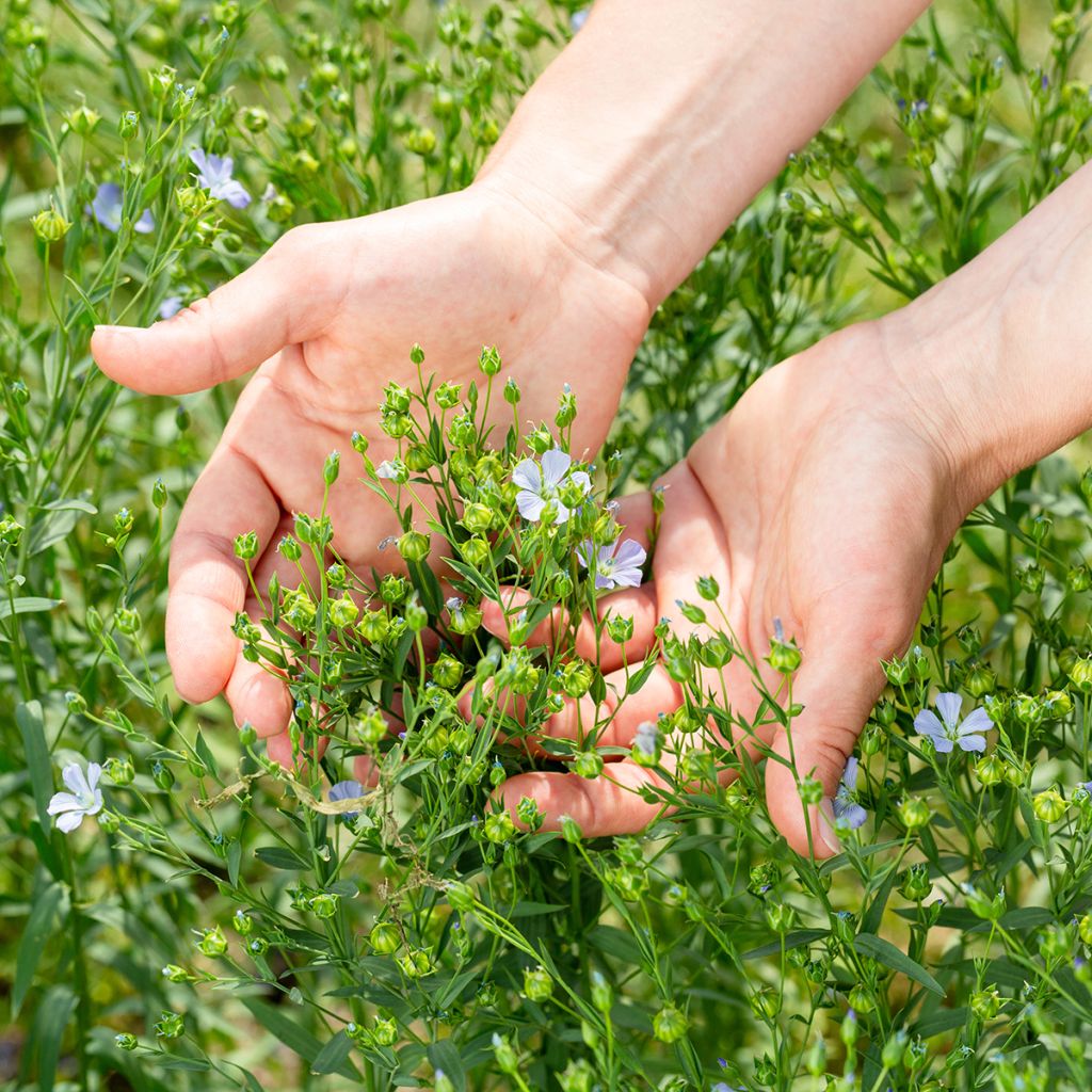 Flax seeds - Linum usitatissimum - green manure