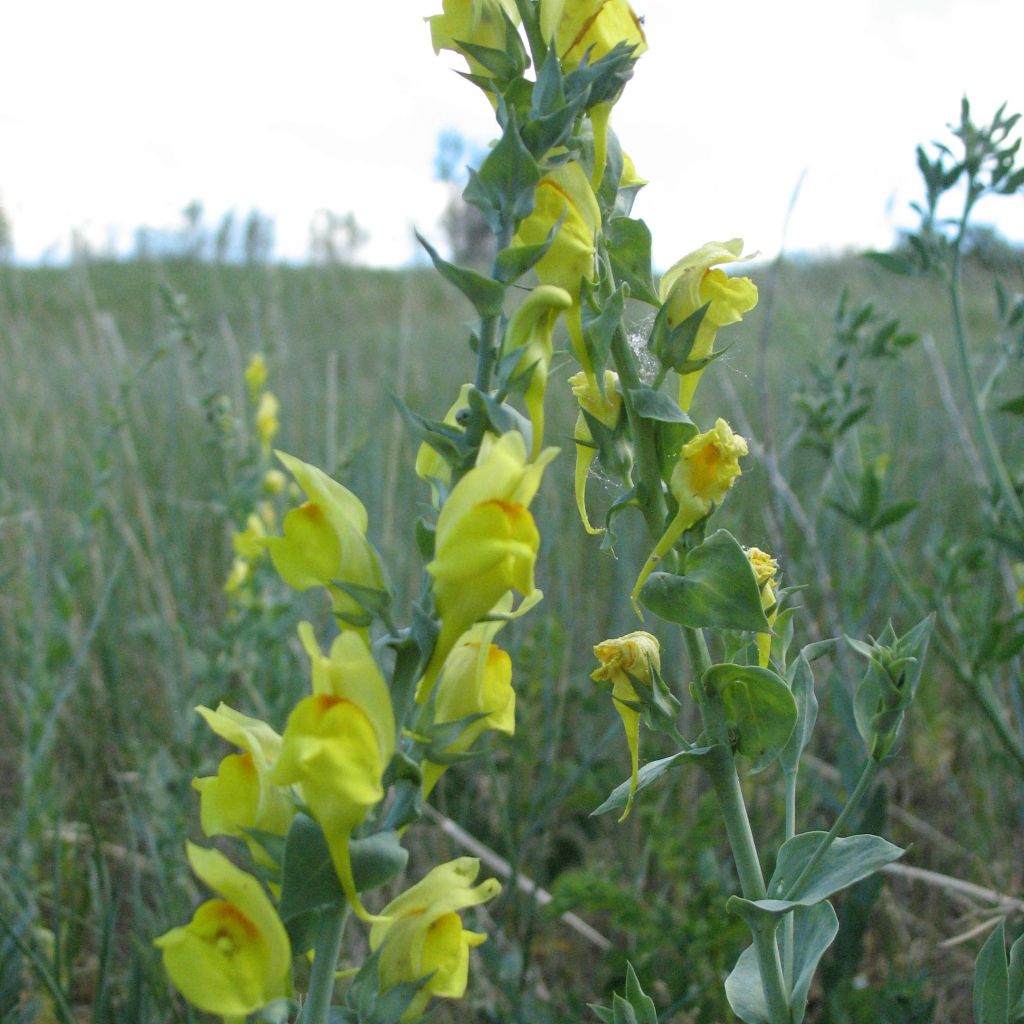 Linaria dalmatica