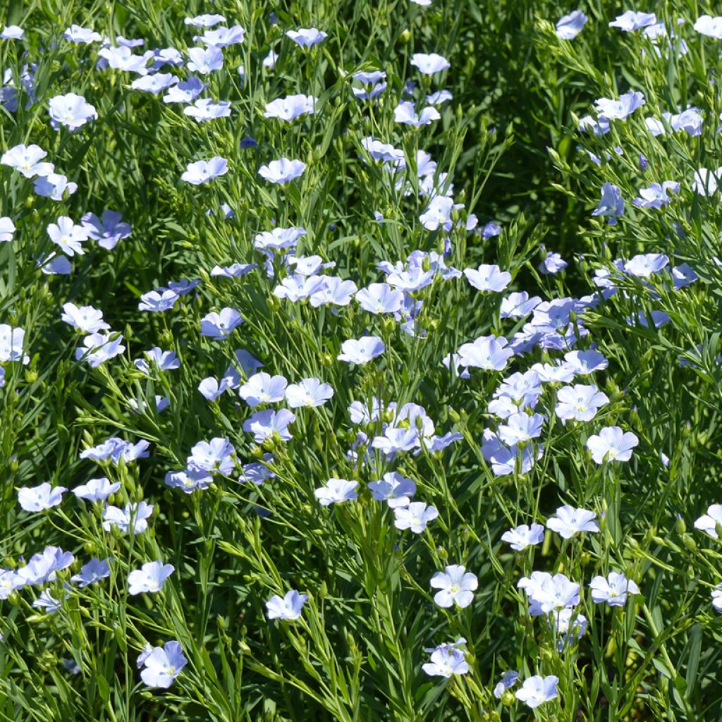 Linum Blue Dress - Flax seeds