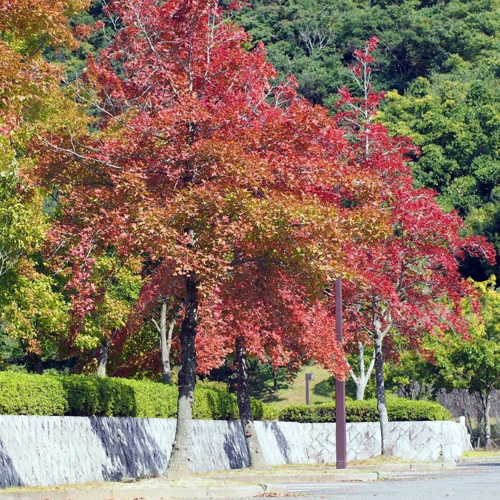 Liquidambar formosana - Copalme de Chine