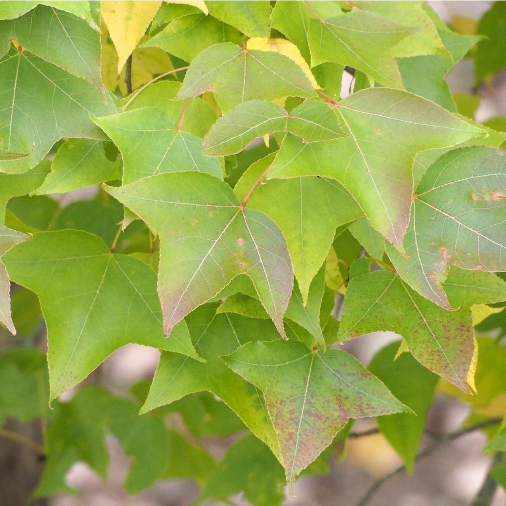 Liquidambar formosana