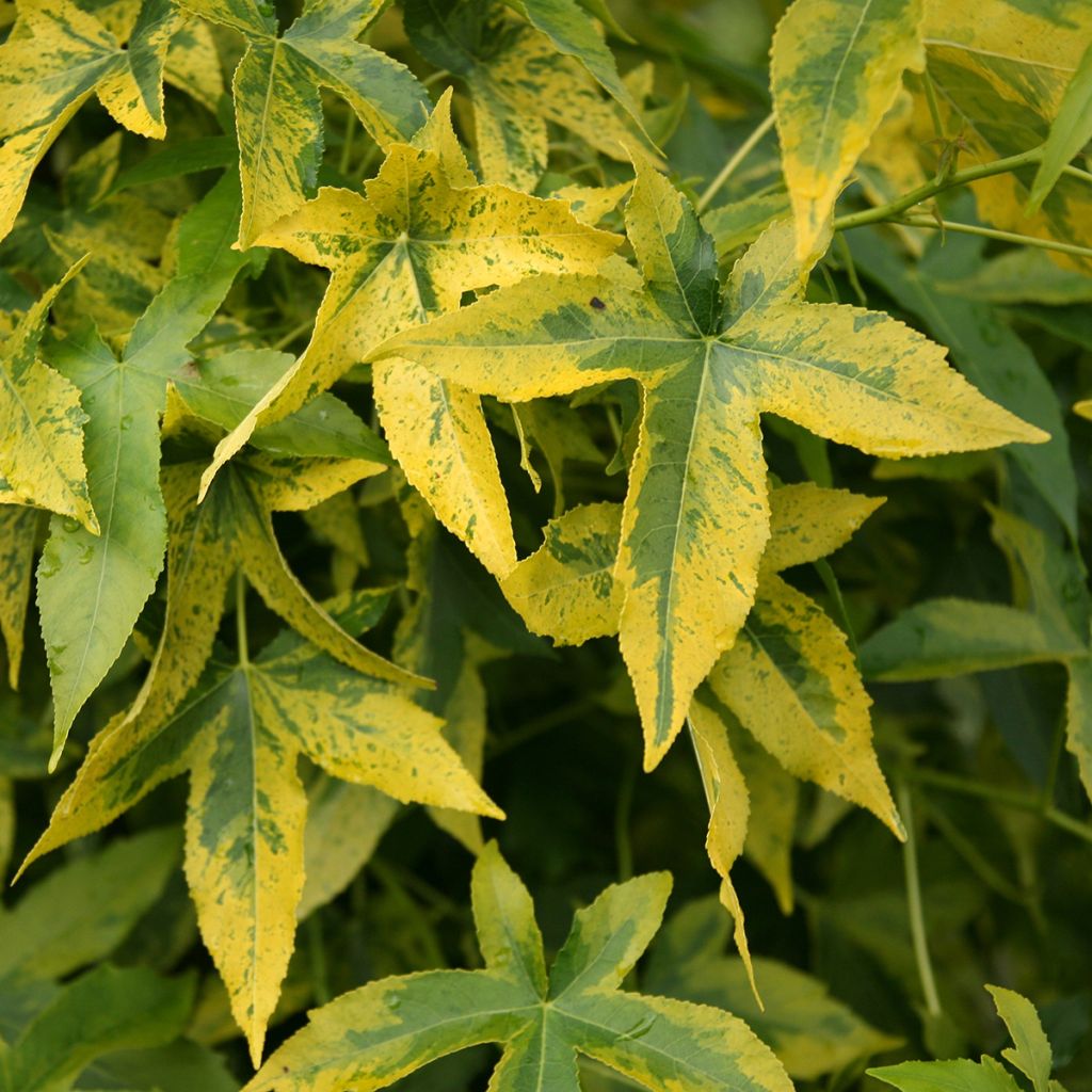 Liquidambar styraciflua Aurora