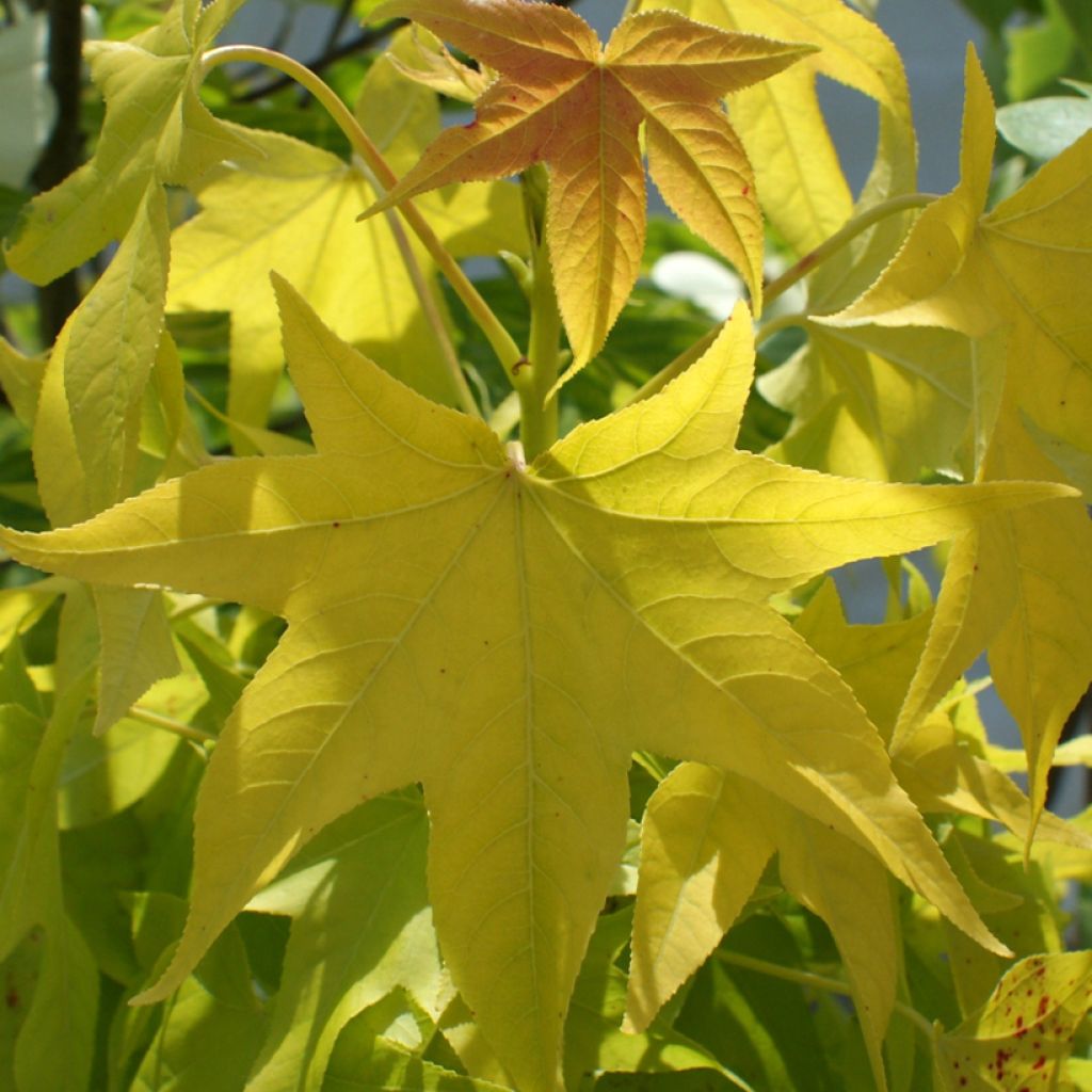 Liquidambar styraciflua Naree