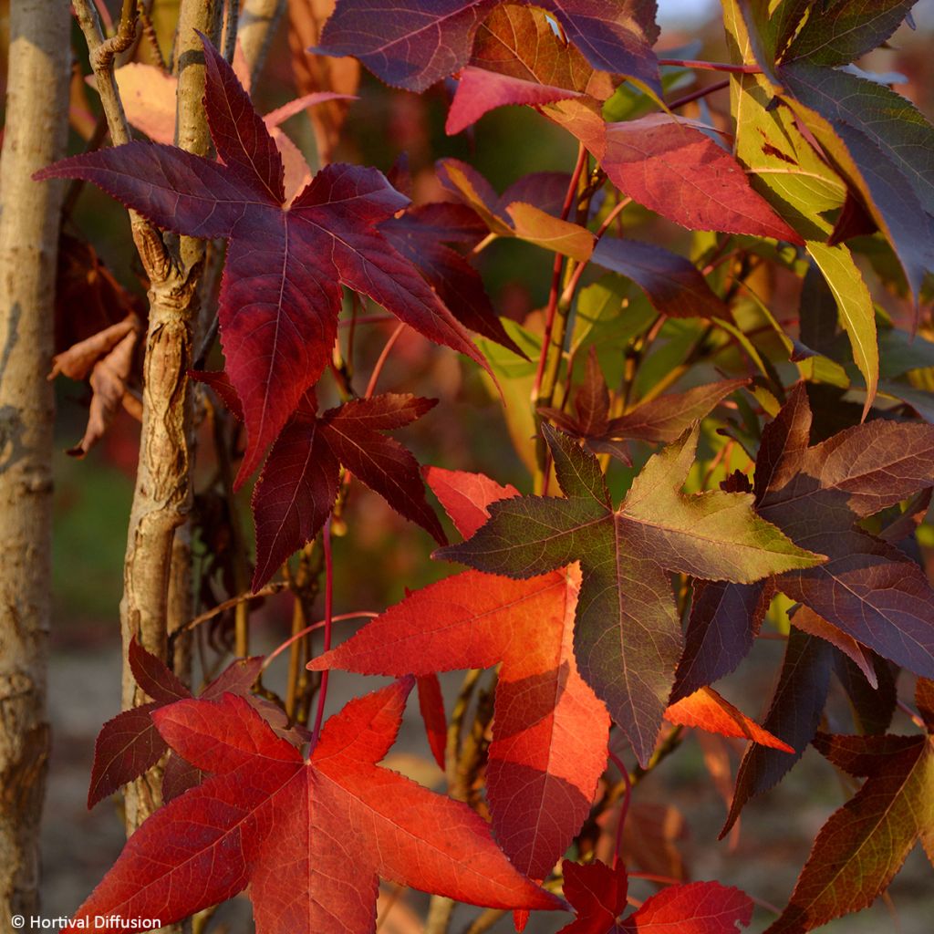 Liquidambar styraciflua Oakville Highlight - American Sweetgum