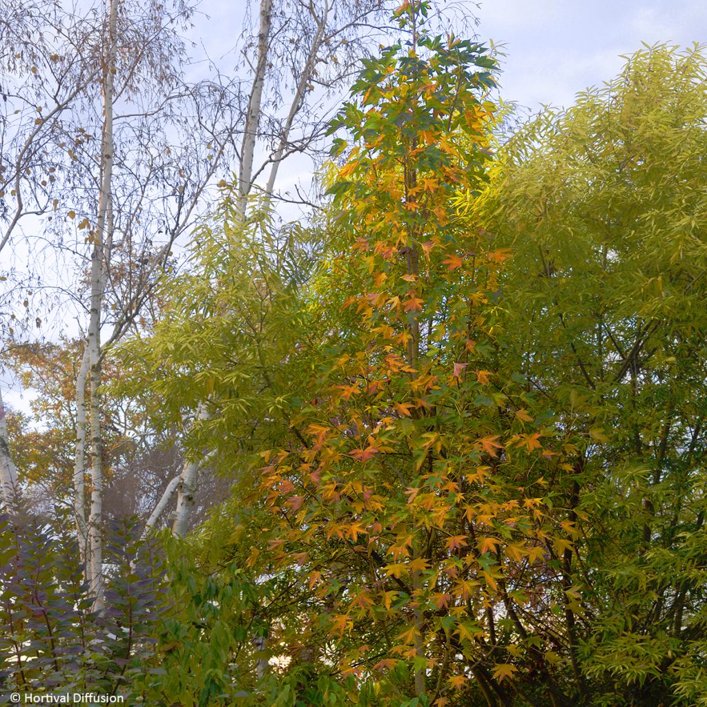 Liquidambar styraciflua Thea - American Sweetgum