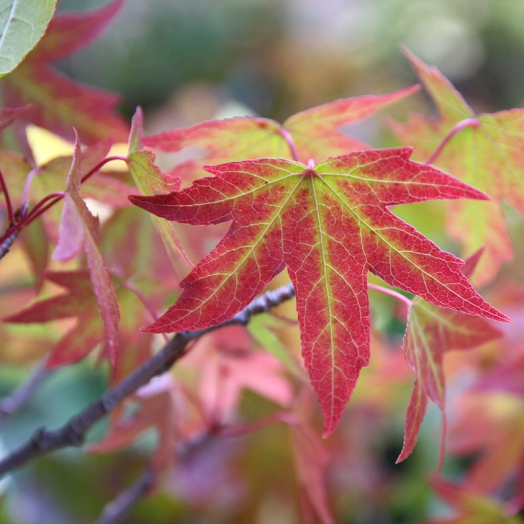 Liquidambar styraciflua Worplesdon - American Sweetgum