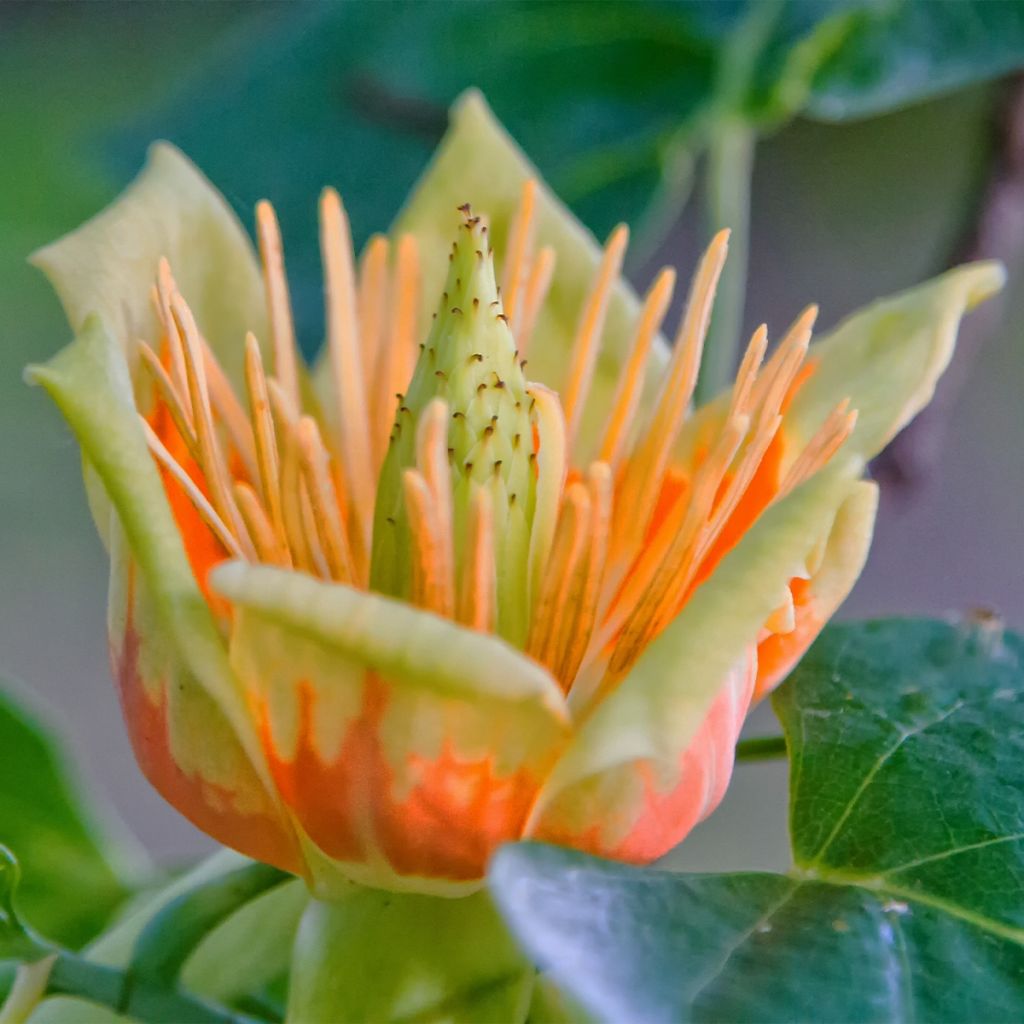 Liriodendron tulipifera Edward Gursztyn - Tulip Tree