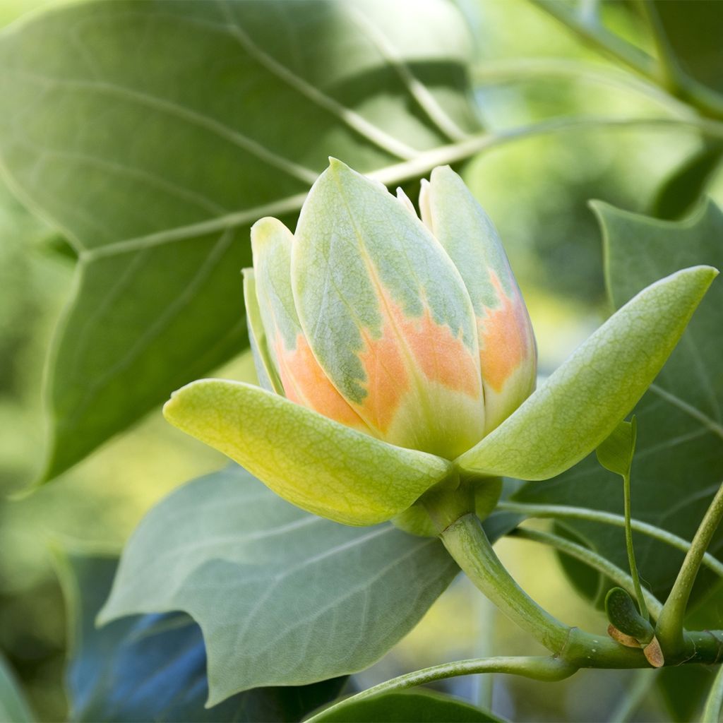 Tulipier de Virginie - Liriodendron tulipifera Edward Gursztyn