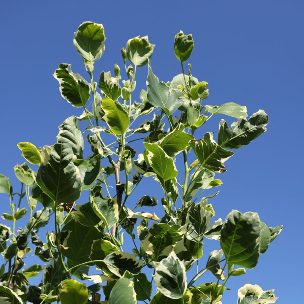 Liriodendron tulipifera Snow Bird