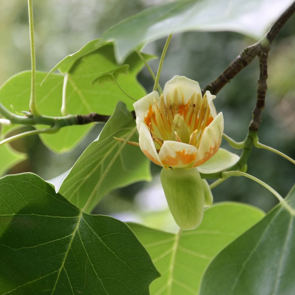 Liriodendron tulipifera - Tulip Tree