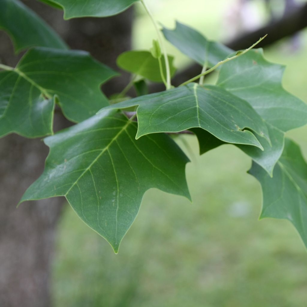 Liriodendron tulipifera - Tulip Tree