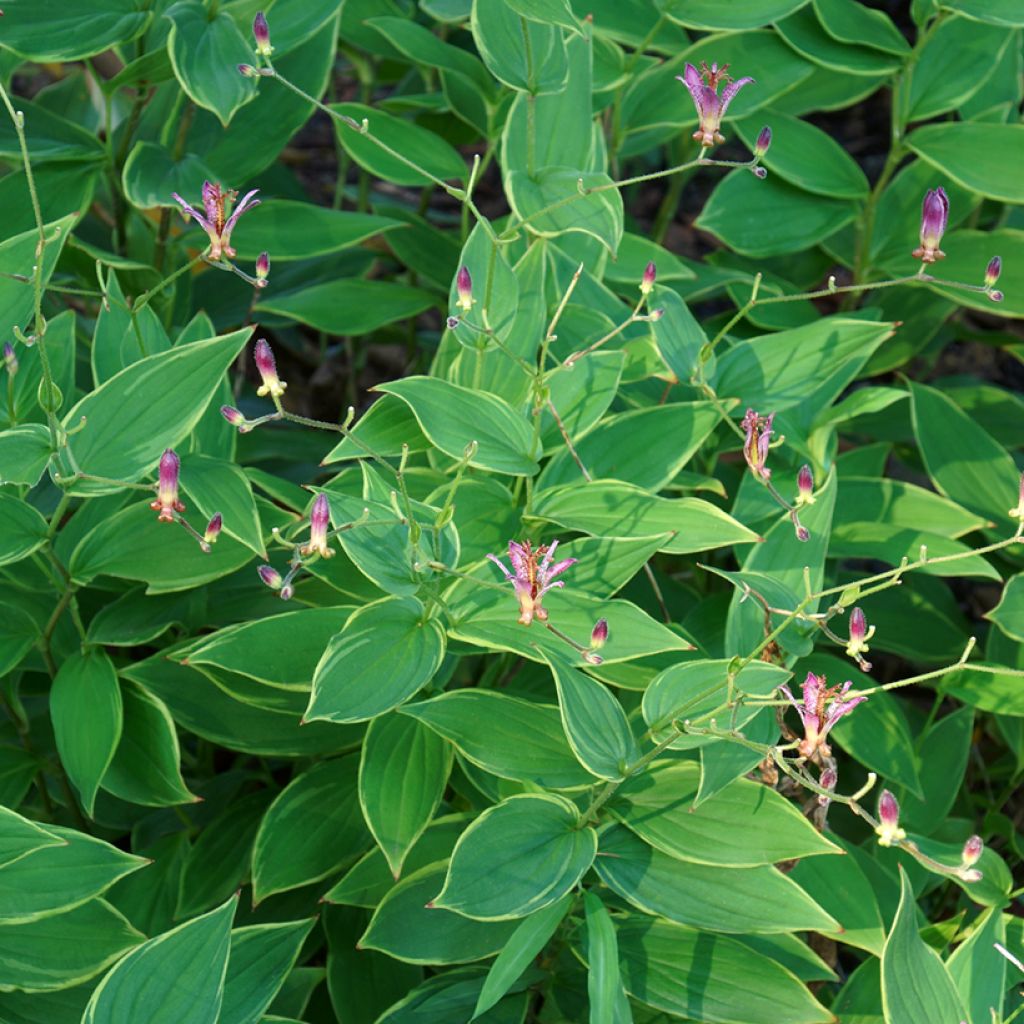 Tricyrtis hirta Albomarginata - Toad Lily