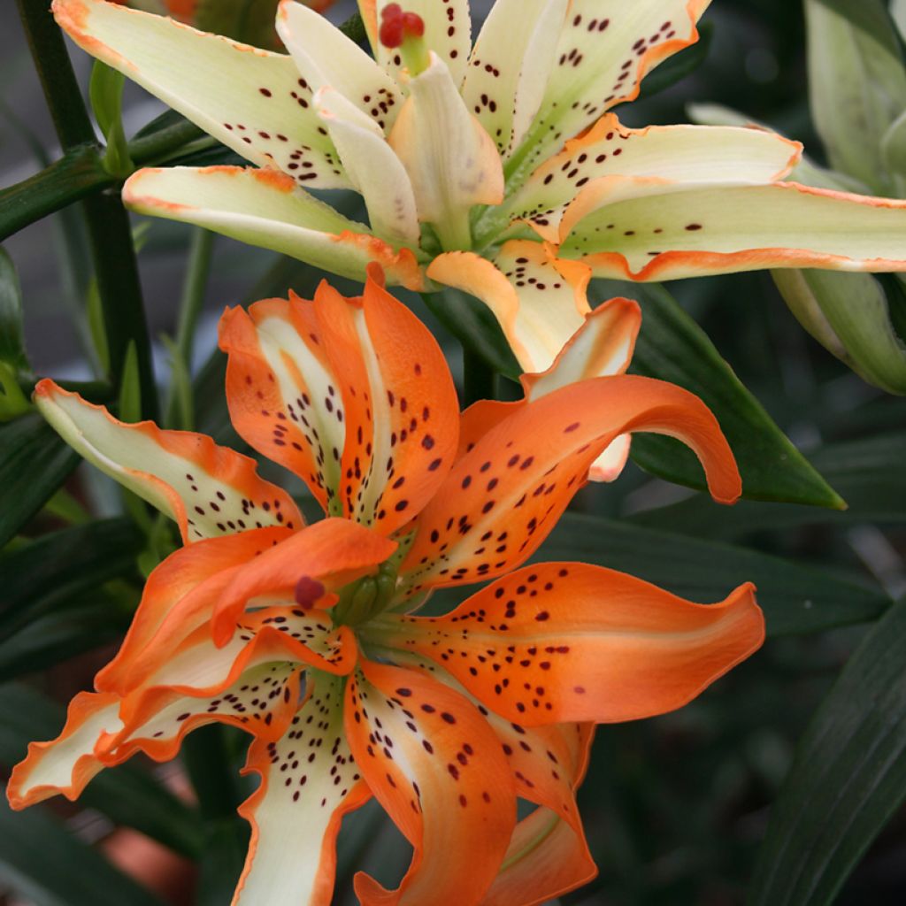 Lilium Must See - Lily