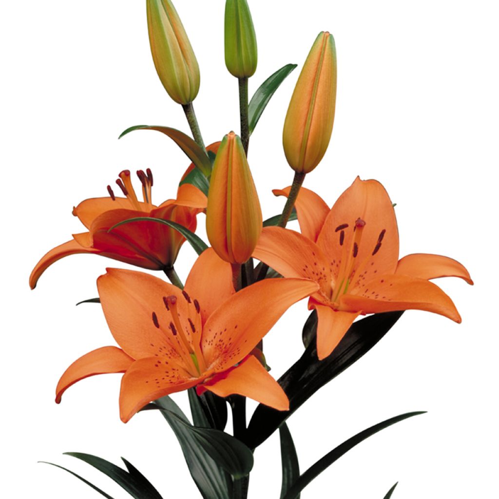 Lilium Tresor - Lily