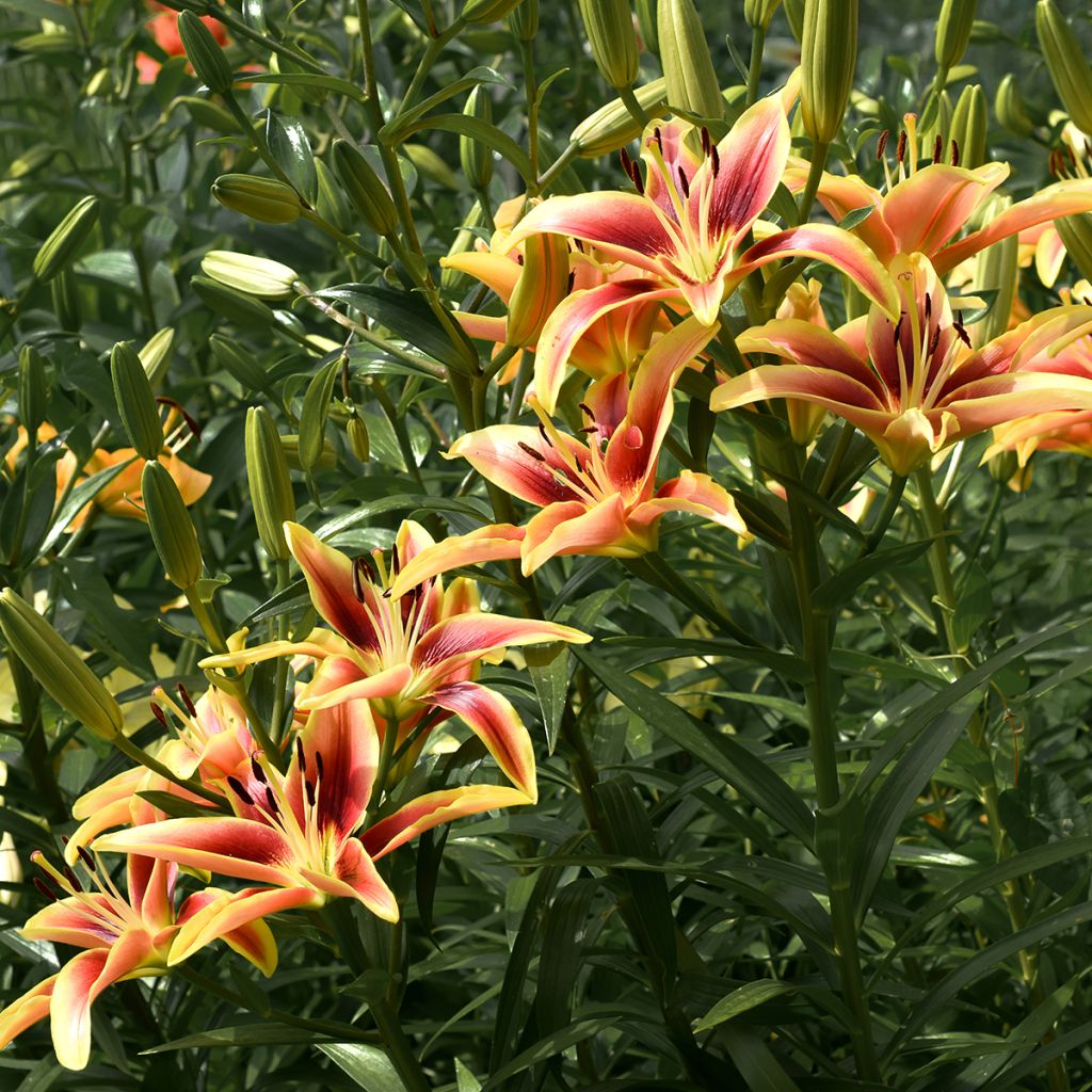 Lilium Avalon Sunset - Oriental Lily