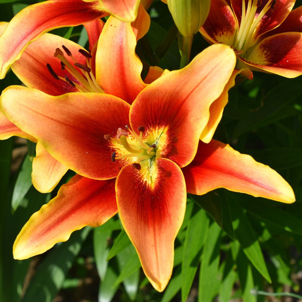 Lilium Avalon Sunset - Oriental Lily