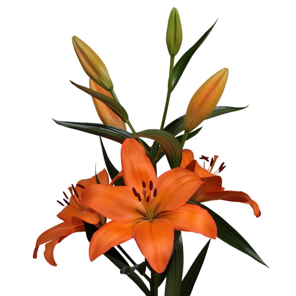 Lilium (x) longiflorum Eremo® - Easter Lily