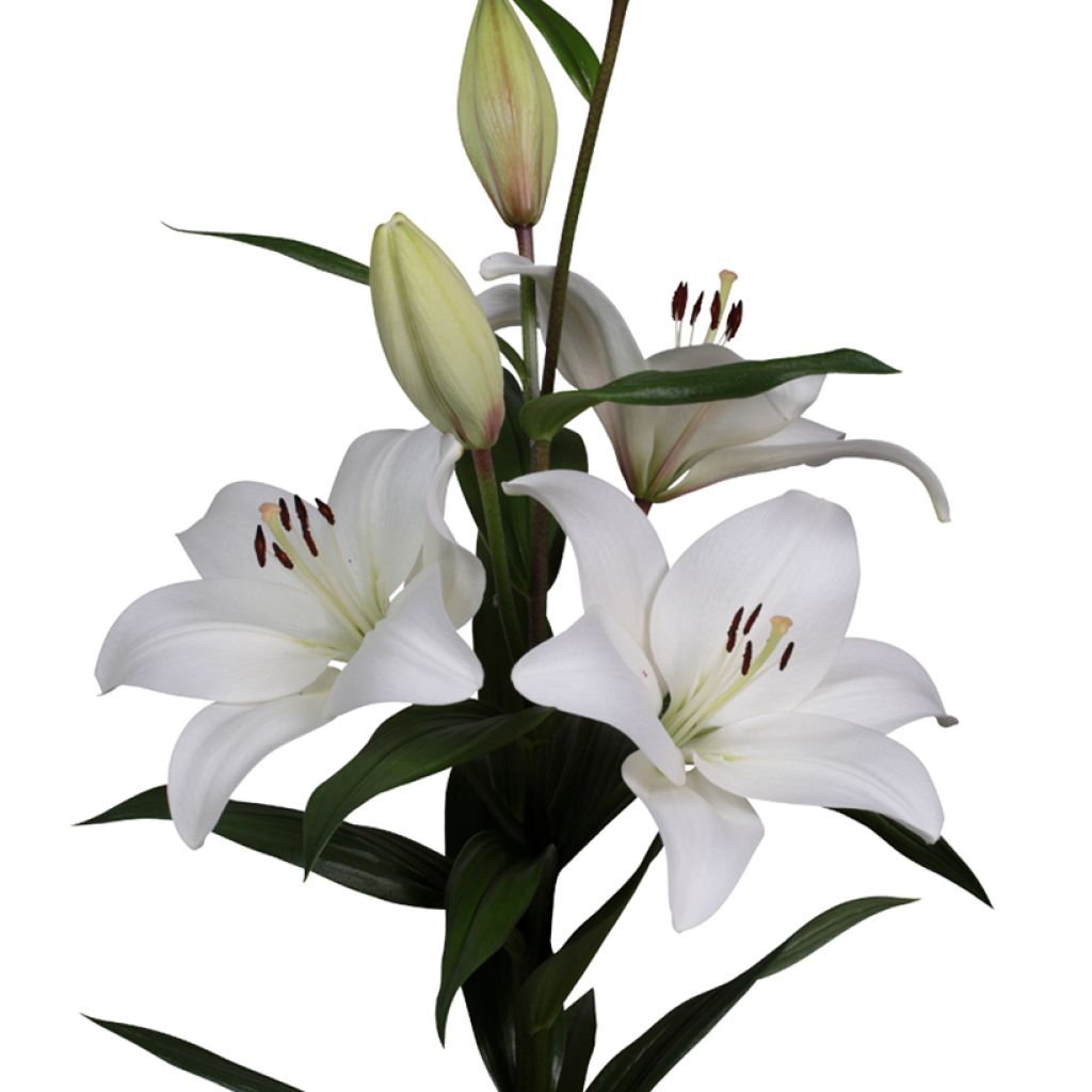 Lilium (x) longiflorum Richmond® - Easter Lily