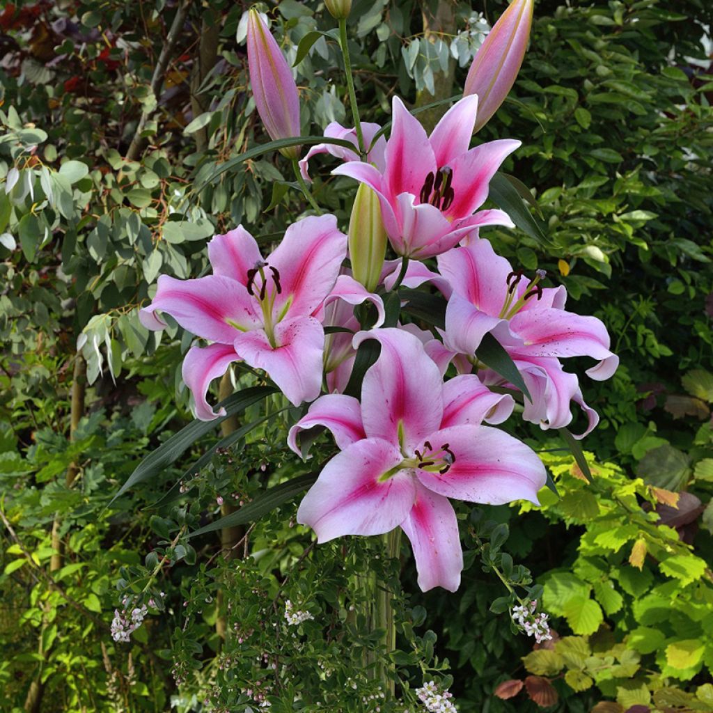 Lilium Frontera - Lily