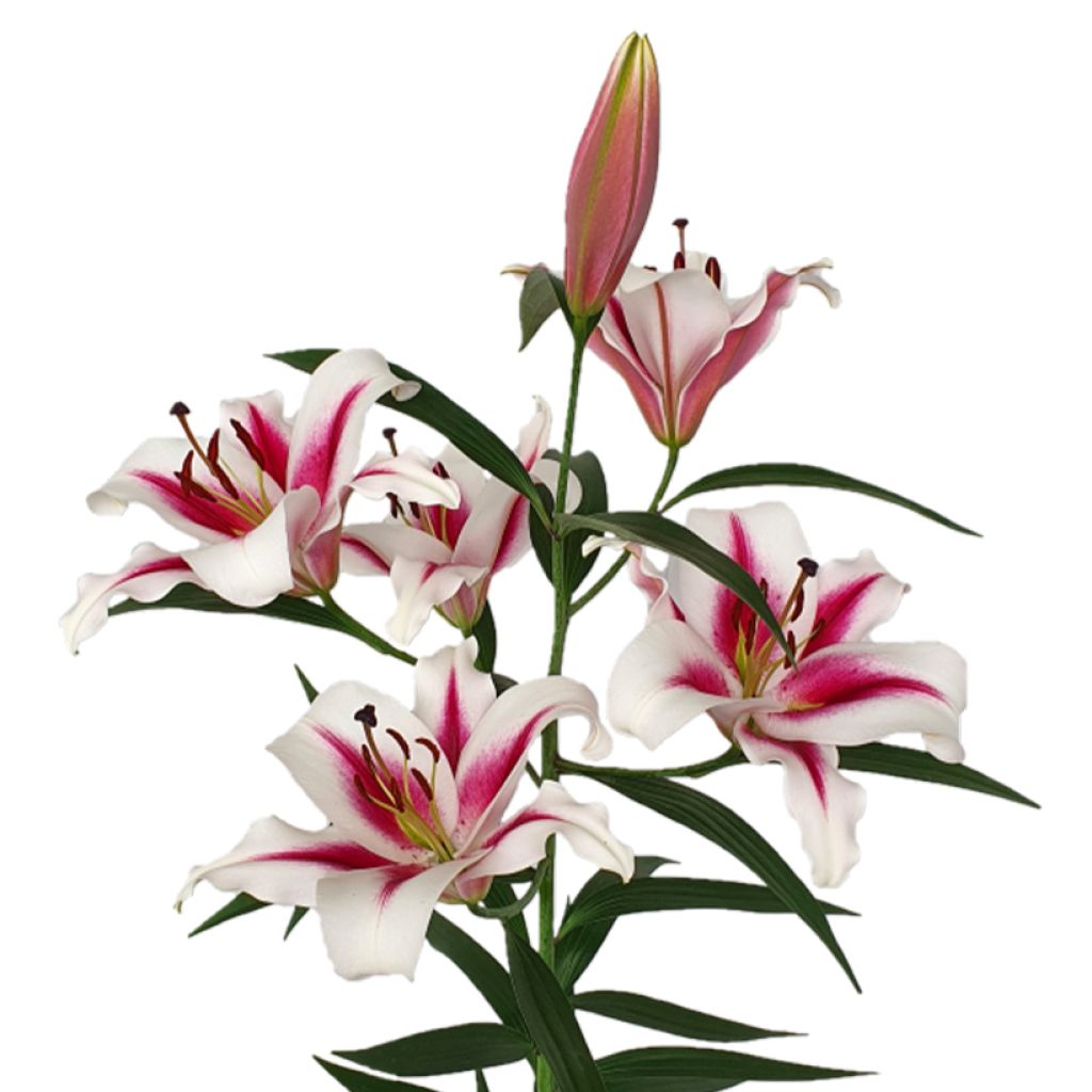 Lilium Gaucho - Lily