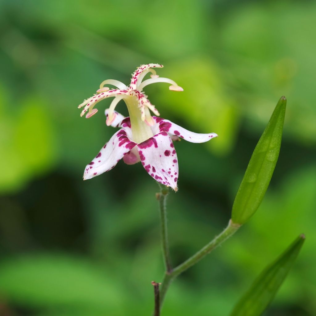 Tricyrtis macropoda - Toad Lily