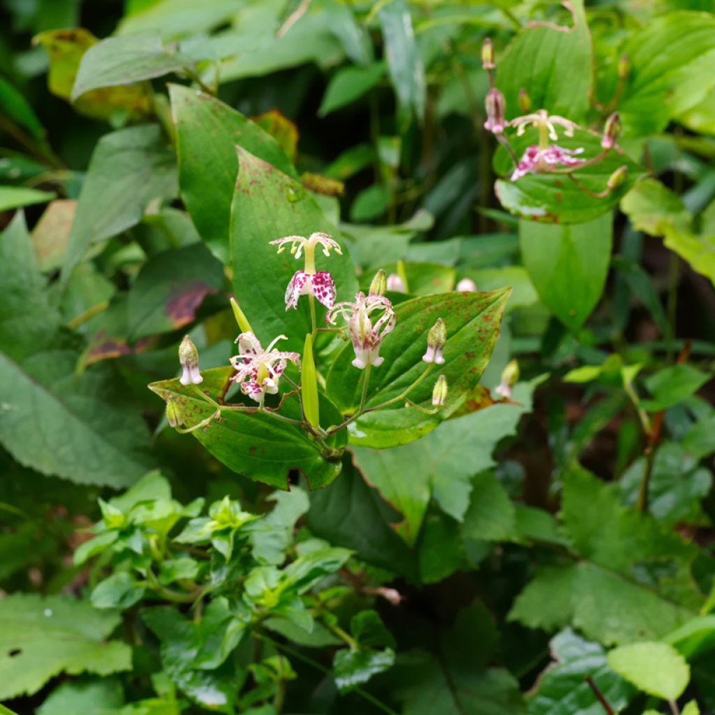 Tricyrtis macropoda - Toad Lily