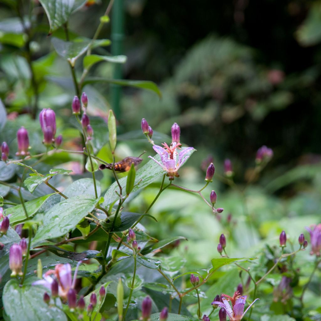 Tricyrtis formosana - Toad Lily