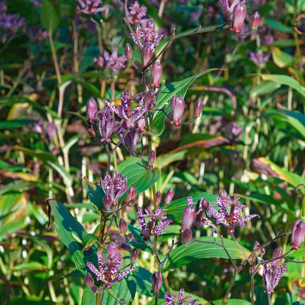 Tricyrtis formosana - Toad Lily