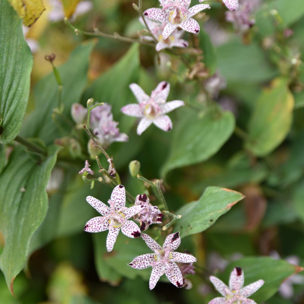 Tricyrtis formosana - Toad Lily