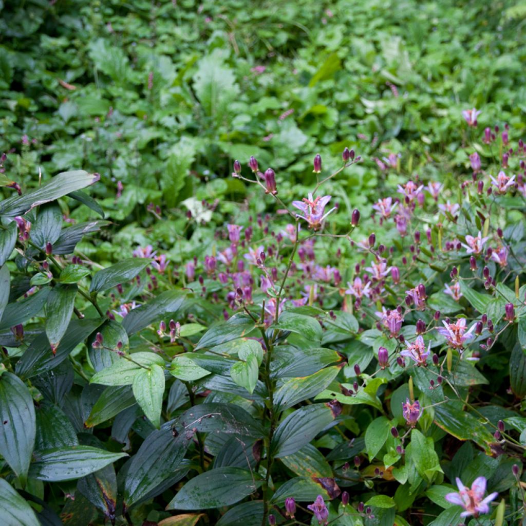 Tricyrtis formosana - Toad Lily