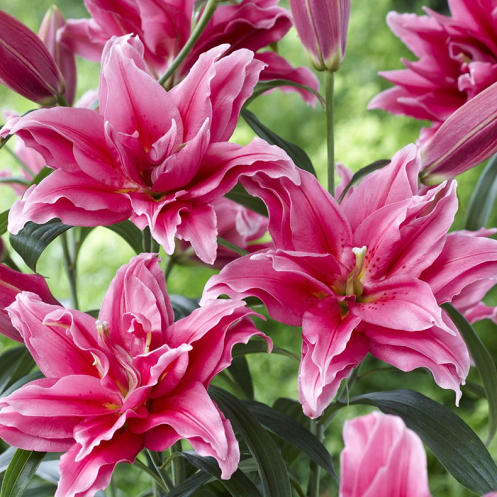 Lilium Roselily Elena - Lily