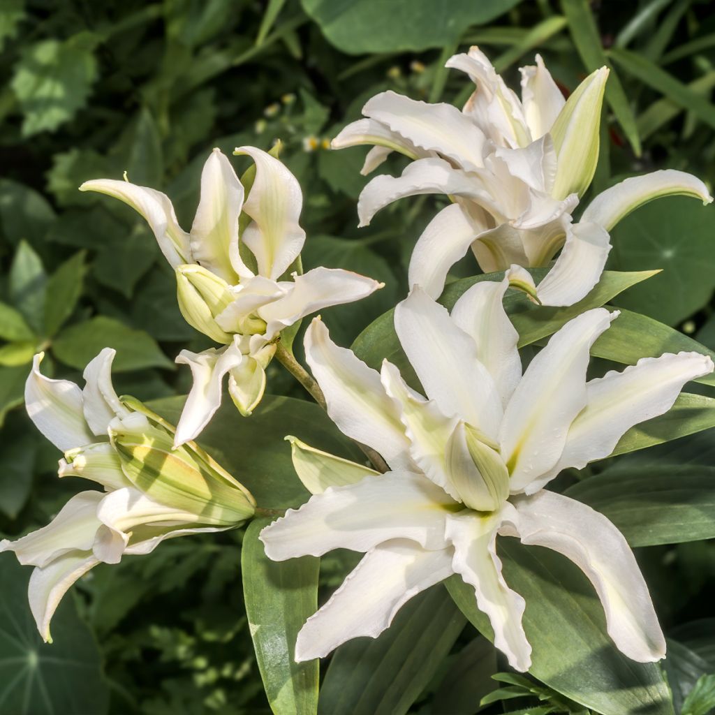 Lilium oriental Polar Star - Lily